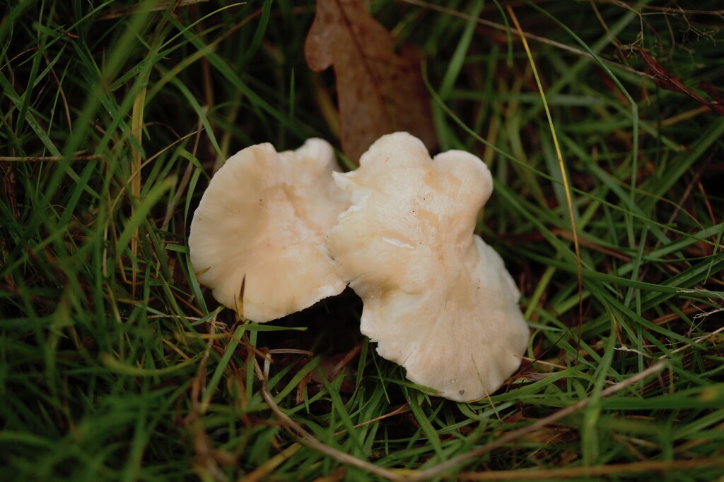 Cuphophyllus pratensis · November 2025 · photo: © stargazerhs (iNaturalist, cc-by)