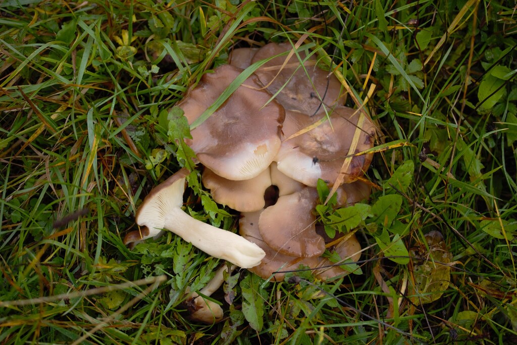 Lyophyllum decastes · November 2025 · photo: © stargazerhs (iNaturalist, cc-by)
