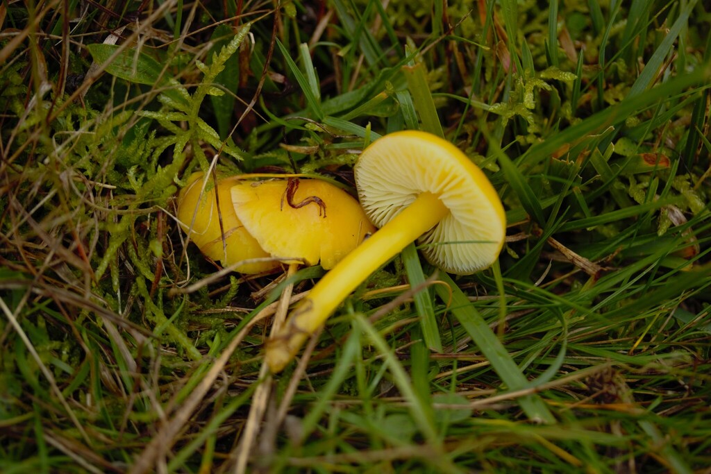 Hygrocybe chlorophana · November 2025 · photo: © stargazerhs (iNaturalist, cc-by)