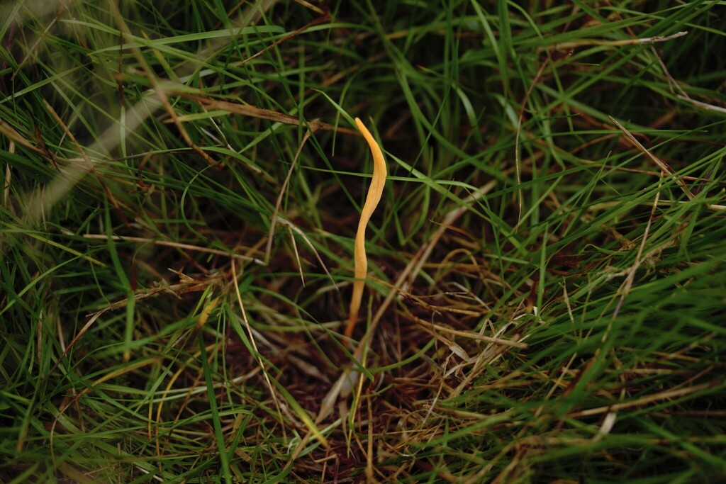 Clavaria flavipes · November 2025 · photo: © stargazerhs (iNaturalist, cc-by)