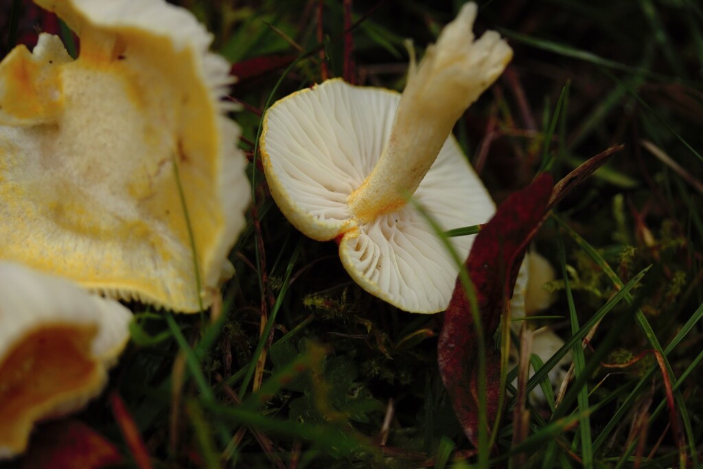 Hygrophorus chrysodon · November 2025 · photo: © stargazerhs (iNaturalist, cc-by)