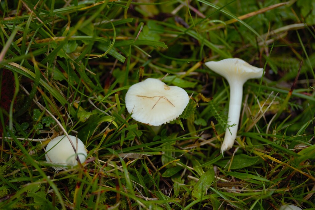 Cuphophyllus virgineus · November 2025 · photo: © stargazerhs (iNaturalist, cc-by)
