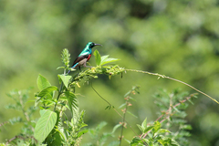 Cinnyris chloropygius