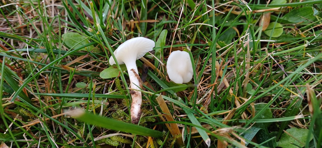 Cuphophyllus virgineus · November 2025 · photo: © stargazerhs (iNaturalist, cc-by)