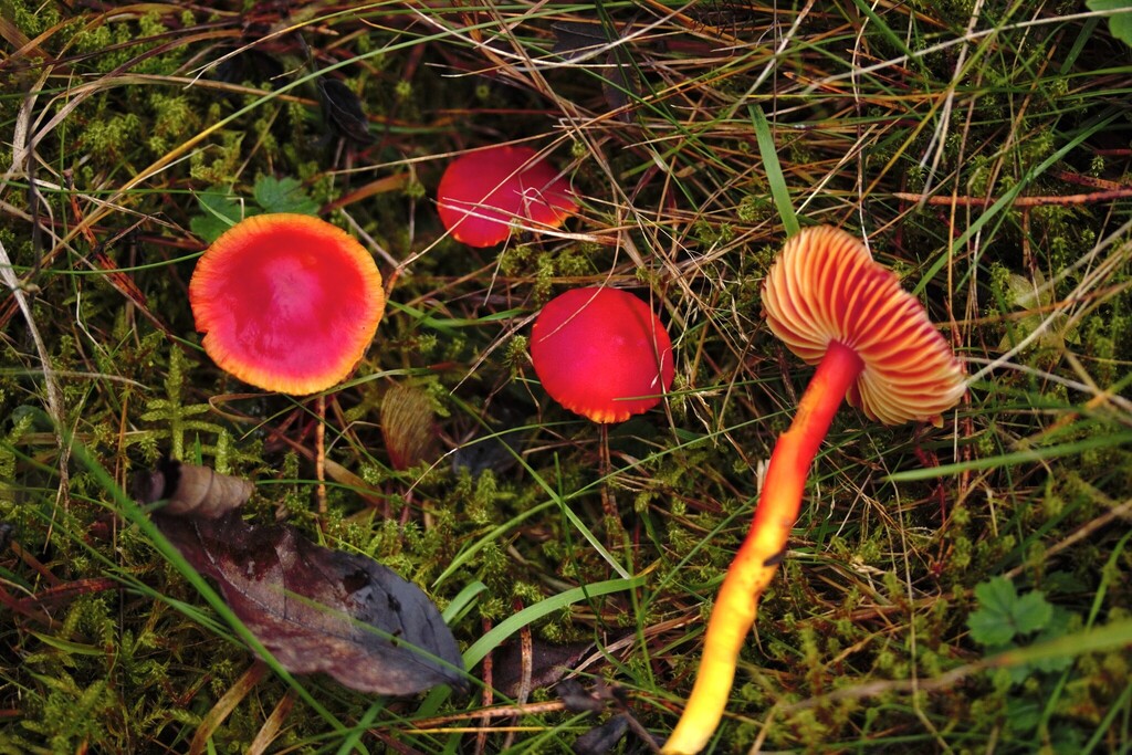 Hygrocybe coccinea · November 2025 · photo: © stargazerhs (iNaturalist, cc-by)