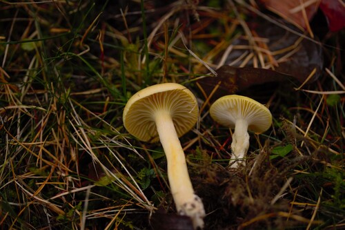 Hygrophorus lucorum — (c) Patrick Bayan, some rights reserved (CC BY)