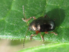 Basilepta fulvipes