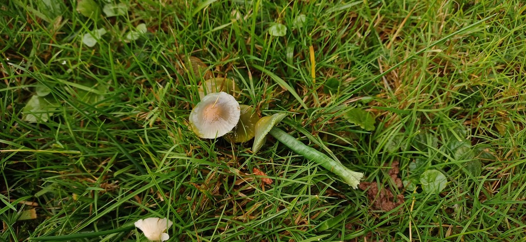 Gliophorus psittacinus · November 2025 · photo: © stargazerhs (iNaturalist, cc-by)
