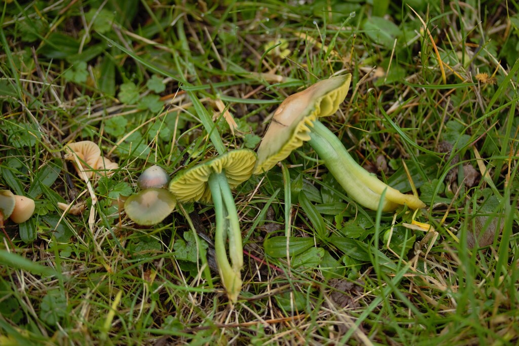 Gliophorus psittacinus · November 2025 · photo: © stargazerhs (iNaturalist, cc-by)