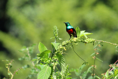 Cinnyris chloropygius