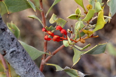 Grevillea wickhamii
