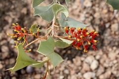 Grevillea wickhamii