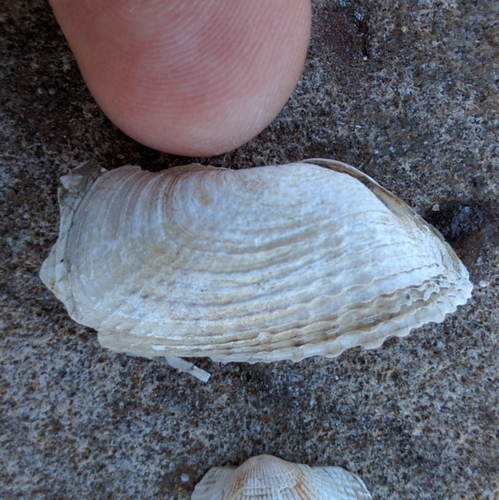 Barnea truncata