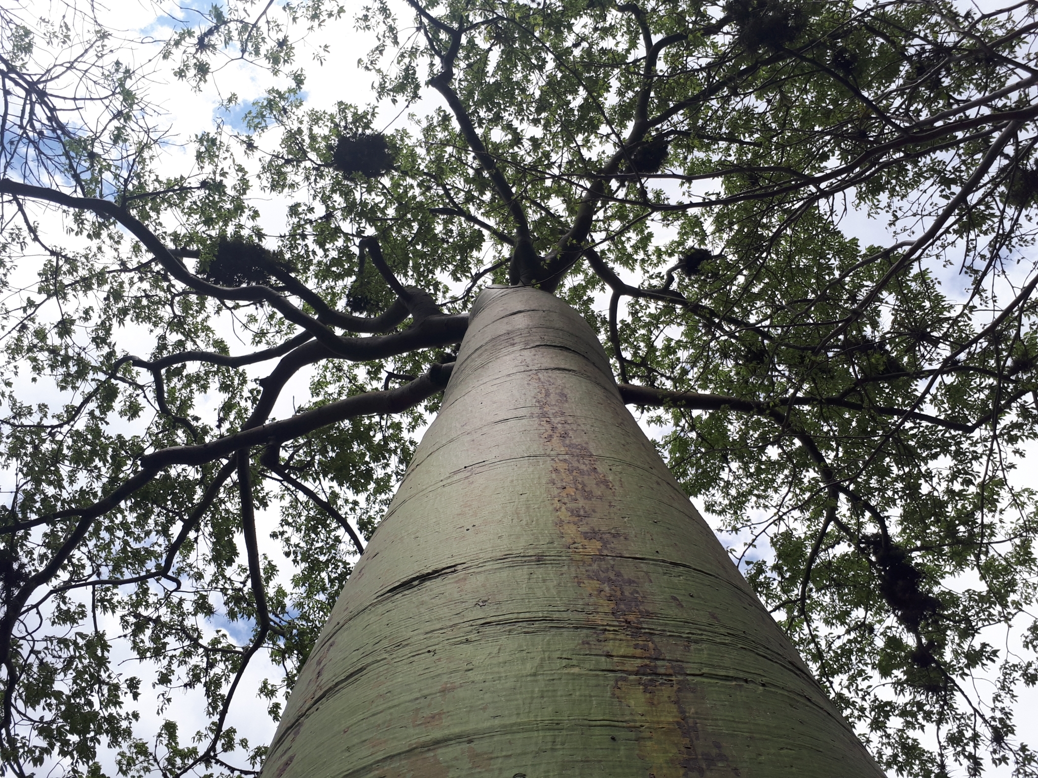 Ceiba trischistandra image