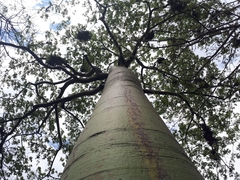 Ceiba trischistandra