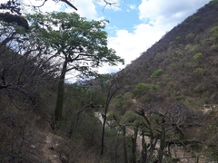 Ceiba trischistandra