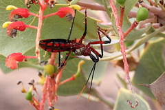 Poecilosphodrus gratiosus