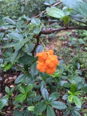 Berberis ilicifolia