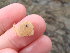 Metacarcinus novaezelandiae