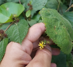 Triumfetta semitriloba