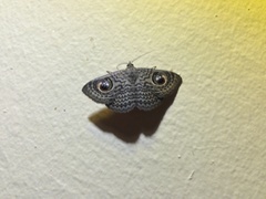 Calliodes pretiosissima