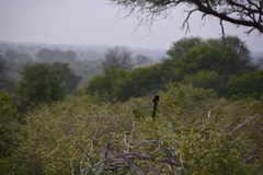 Lanius melanoleucus