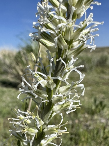 crisp thelypody (Thelypodium crispum)
