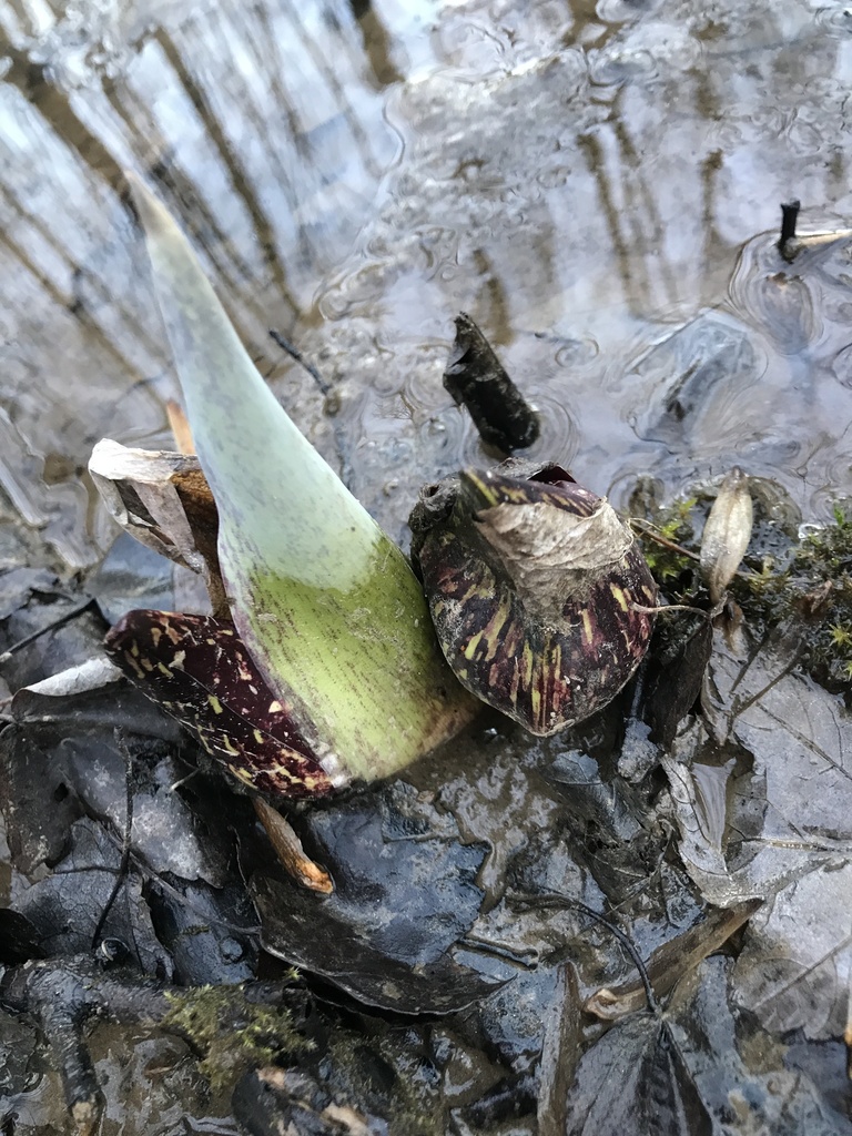 Eastern Skunk Cabbage from Wolf Trap, VA, USA on January 8, 2020 at 04: ...