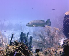 Lutjanus cyanopterus