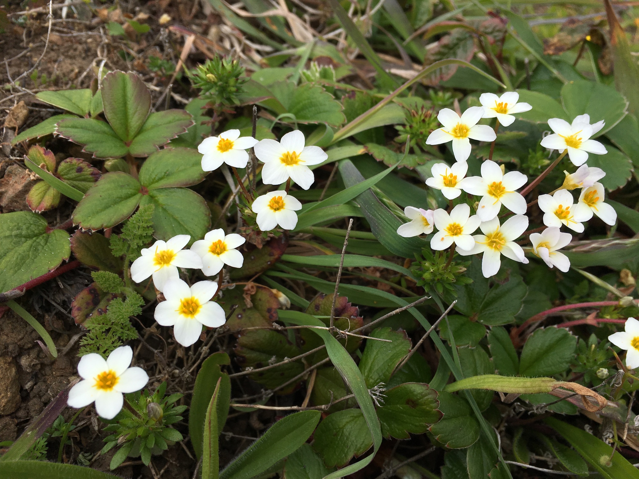 Leptosiphon rosaceus
