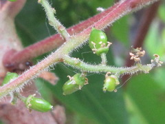 Toxicodendron vernicifluum