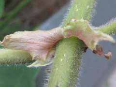 Broussonetia papyrifera