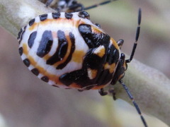 Eurydema gebleri