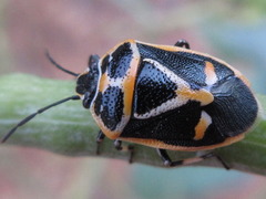 Eurydema gebleri