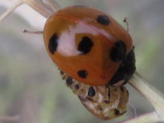 Coccinella septempunctata