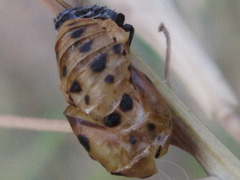 Coccinella septempunctata
