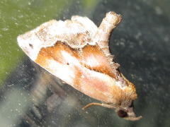 Lophomilia polybapta