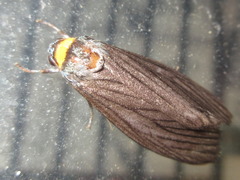 Macrobrochis staudingeri