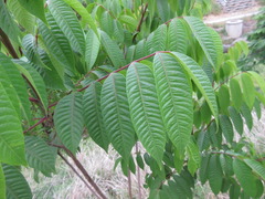 Toxicodendron vernicifluum