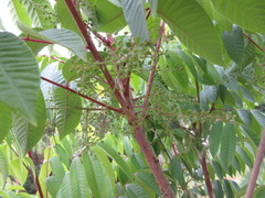 Toxicodendron vernicifluum