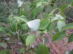 Cornus walteri