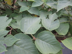 Broussonetia papyrifera