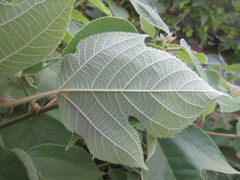 Broussonetia papyrifera