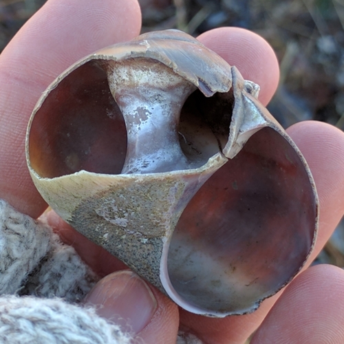 Hydractinia echinata