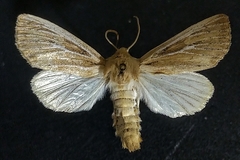 Apamea lintneri