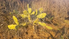 Opuntia quimilo