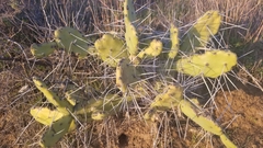 Opuntia quimilo