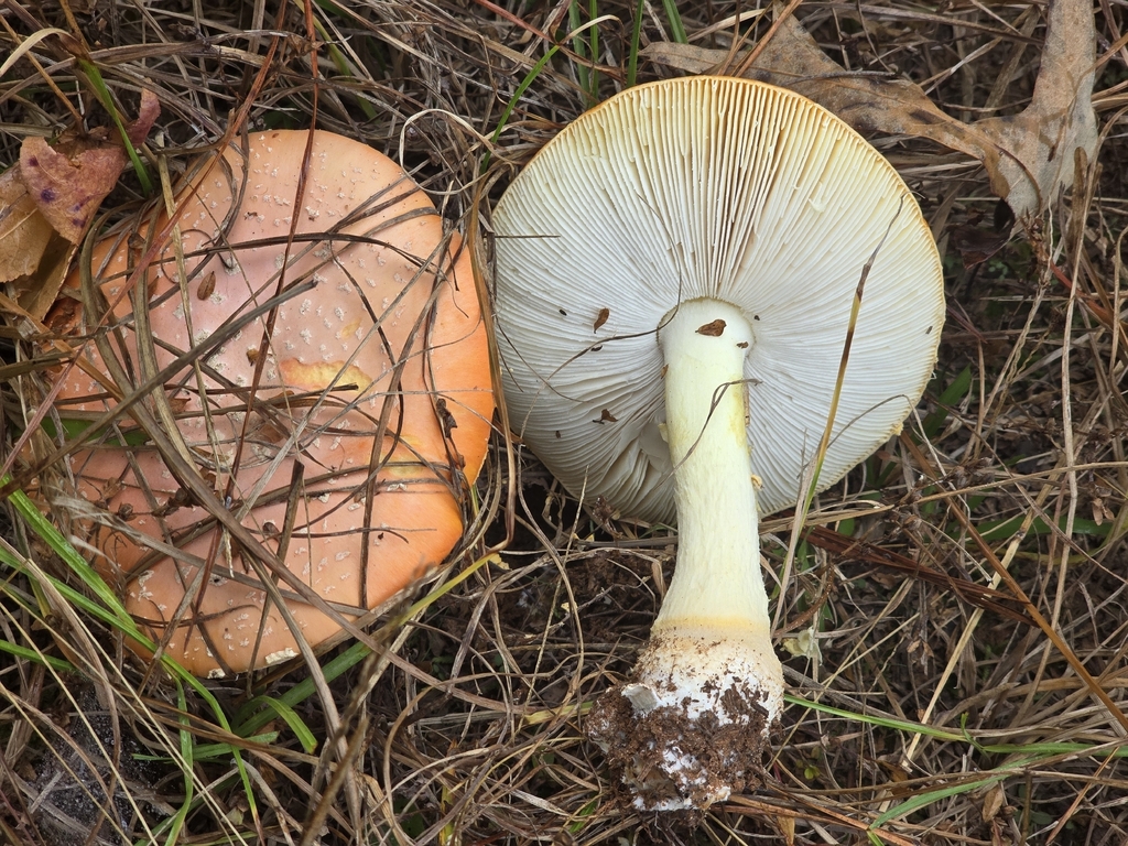 Amanita persicina · November 2025 · photo: © christinebraaten (iNaturalist, cc0)