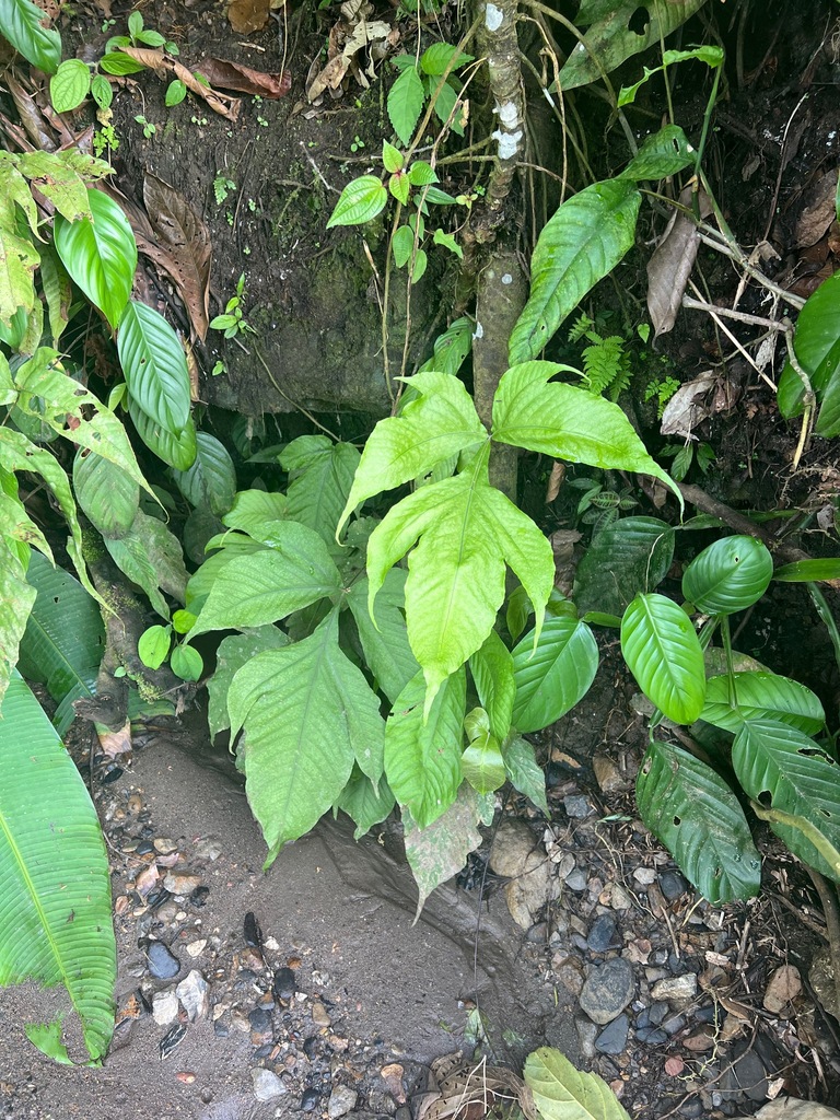 Tectaria antioquiana