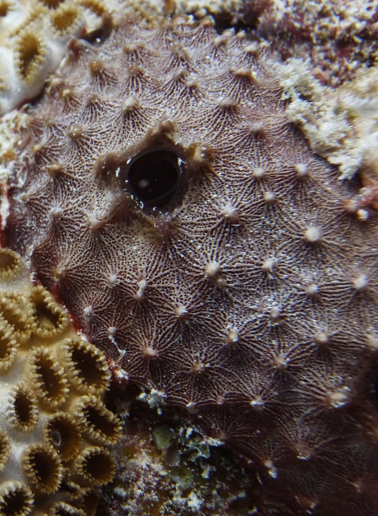 Stinker Sponge